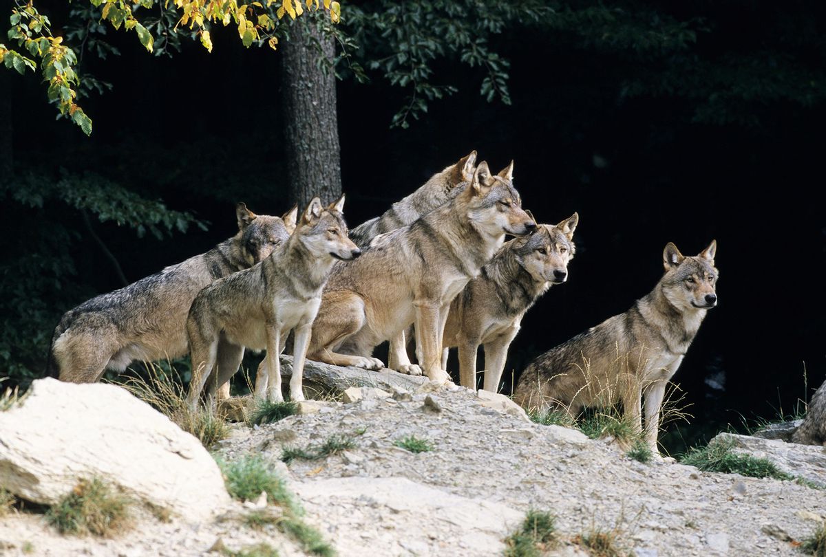 Pack of Gray Wolves (Getty Images)