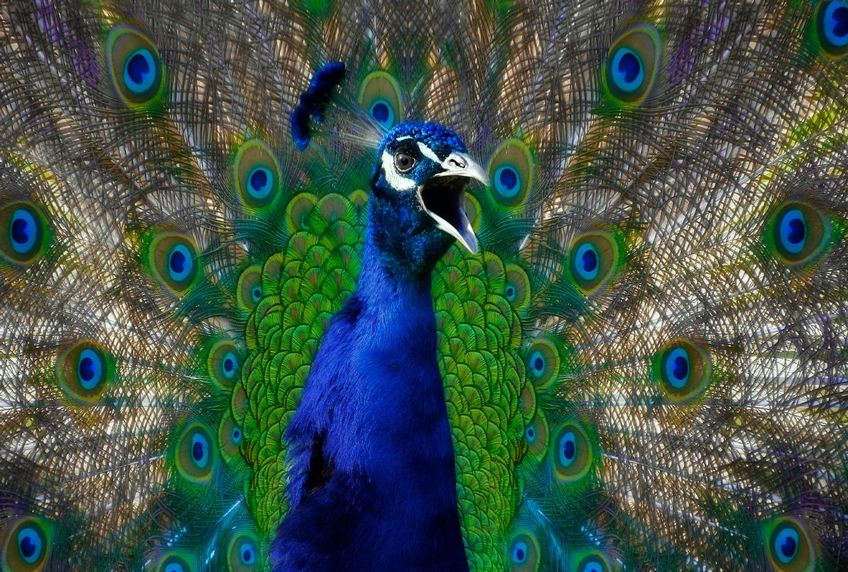 Angry Peacock (Getty Images)