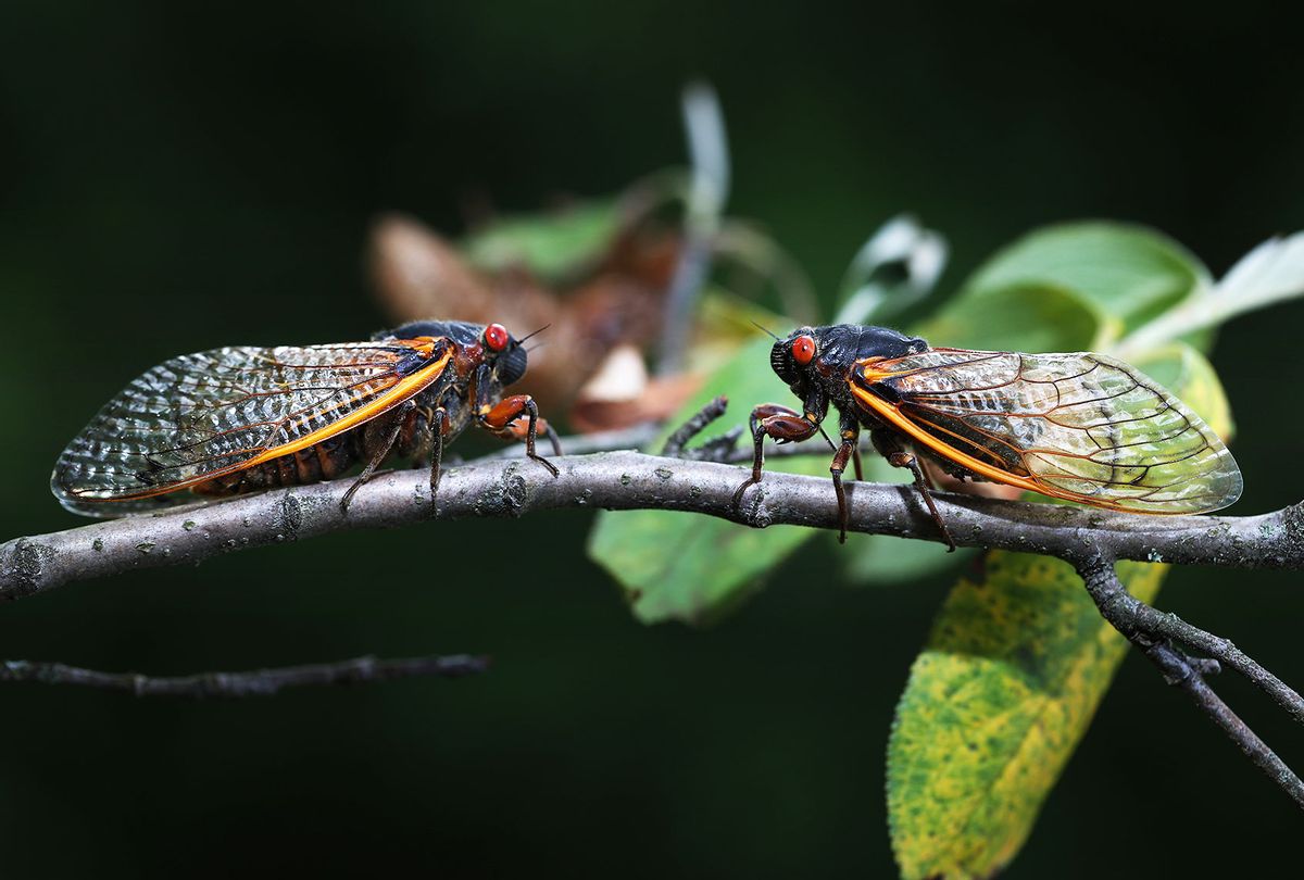 Cicadas (Chip Somodevilla/Getty Images)