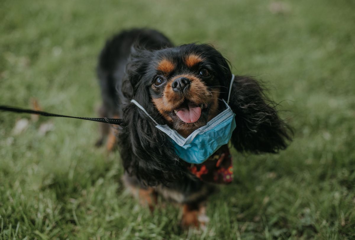 Cavalier King Charles Spaniel Dog wearing a medical mask (Getty Images)