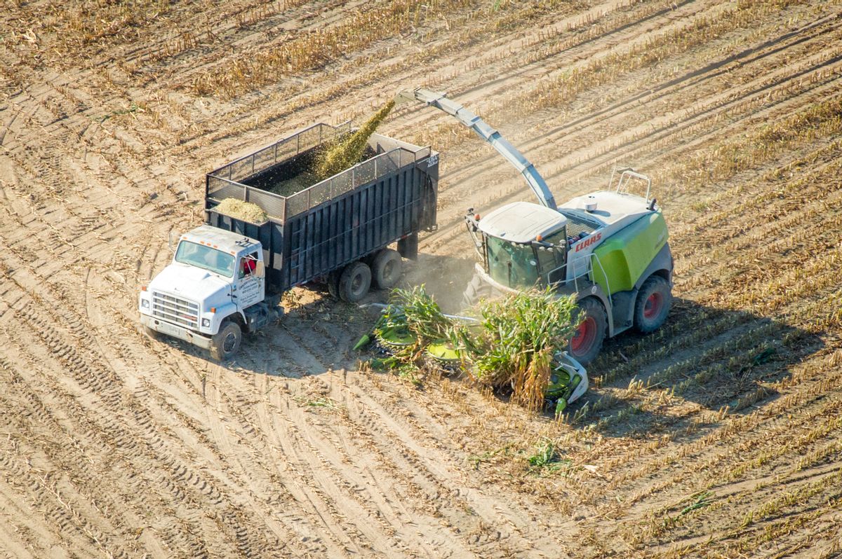 Harvesting corn silage in Maryland (Edwin Remsburg/VW Pics via Getty Images)