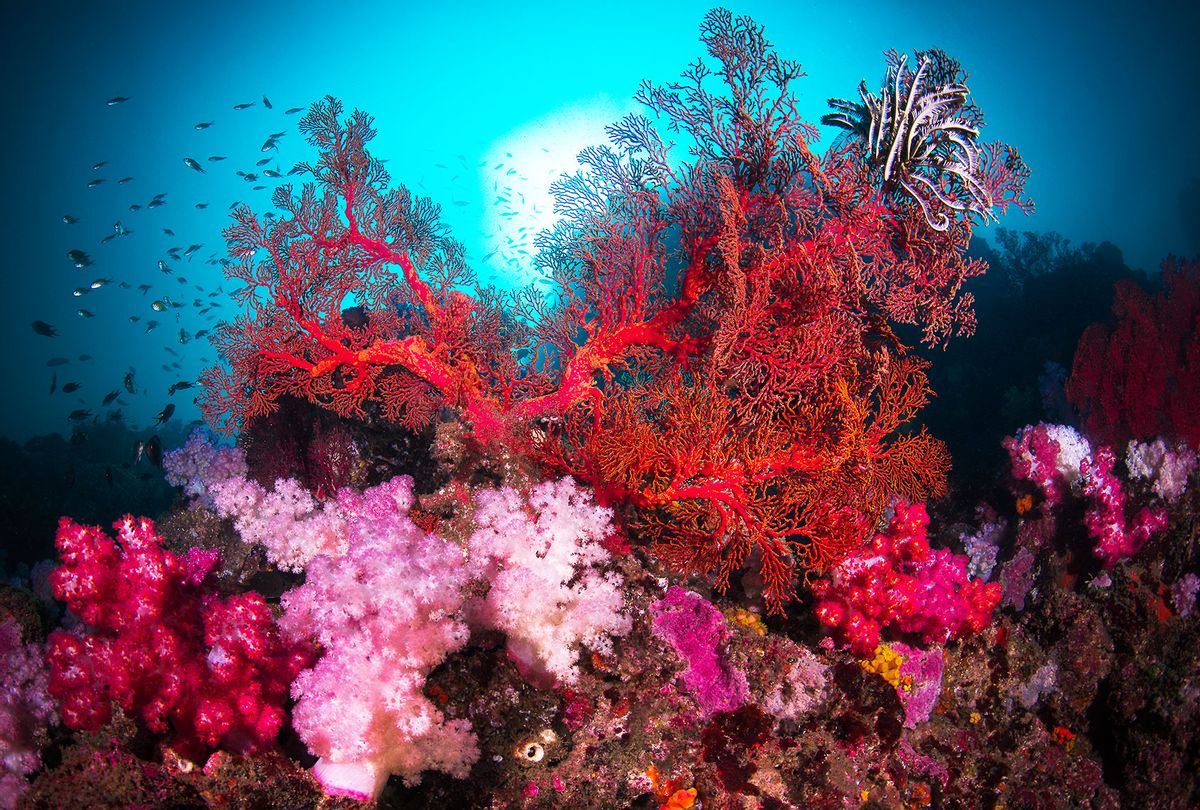 A colorful scene of gorgonian giant sea fan and soft corals on a rock in a coral reefs (Getty Images/Credit: Sirachai Arunrugstichai)
