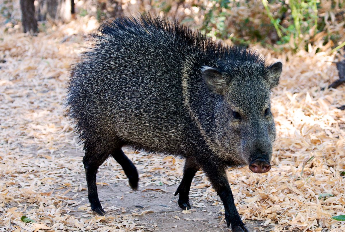 Wild Hog at Texas, Big Bend National Park (Education Images/Universal Images Group via Getty Images)