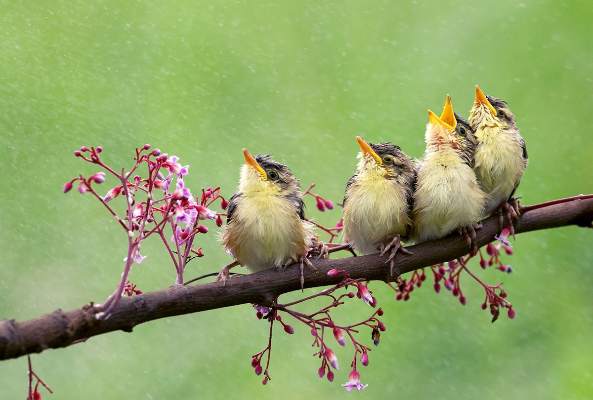 Four birds sitting on a branch (iStock-Getty Images/jeffysurianto)