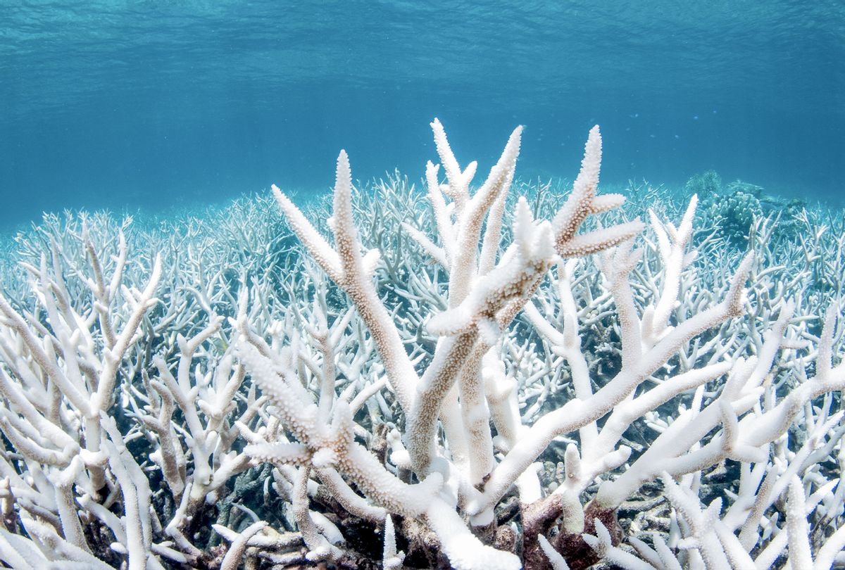 Bleached coral on the Great Barrier Reef outside Cairns Australia during a mass bleaching event, thought to have been caused by heat stress due to warmer water temperatures as a result of global climate change. (Getty Images/Brett Monroe Garner)