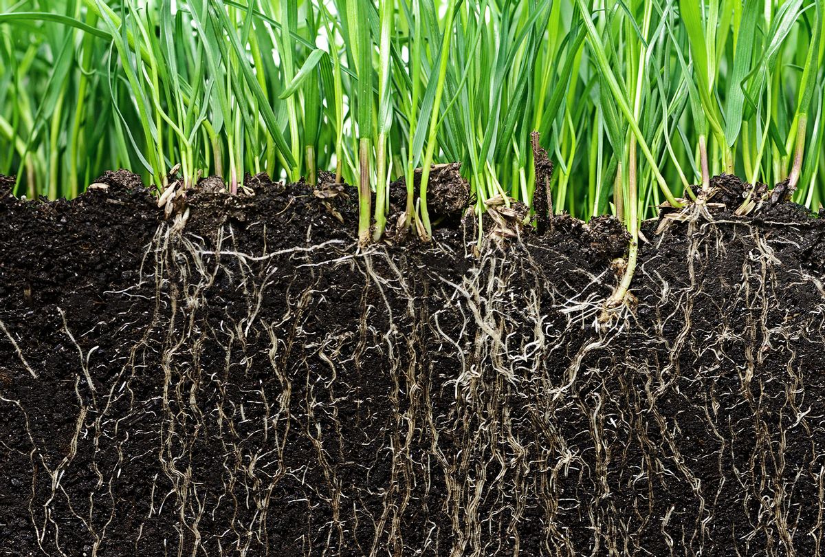 Grass with roots and soil (iStock/Getty Images)