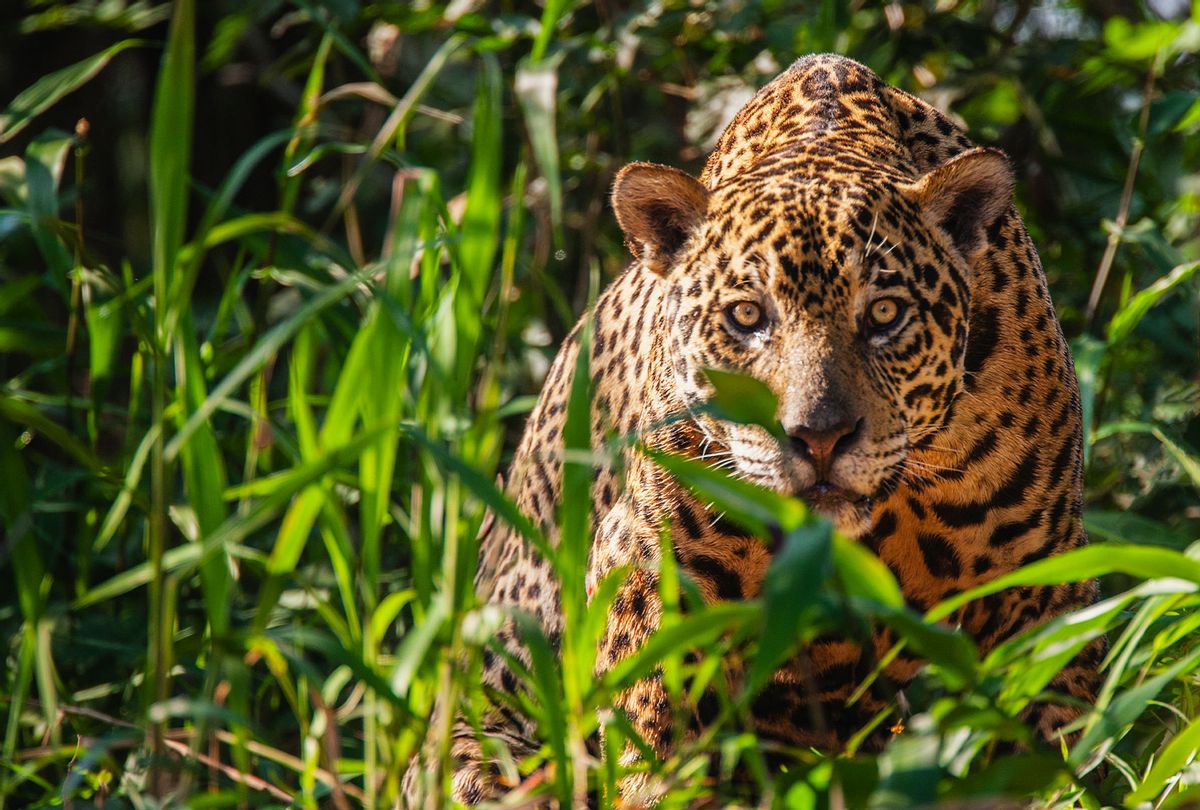A wild jaguar (Getty Images)
