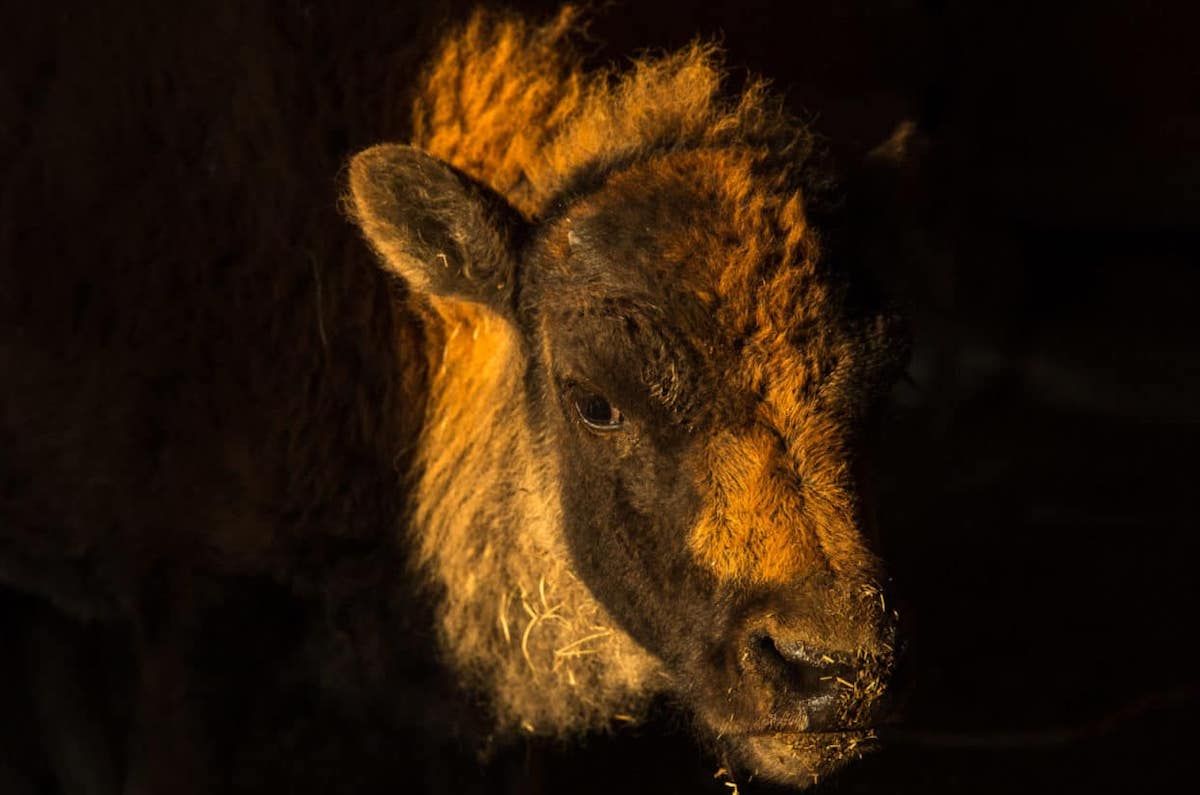 This bison calf, standing in the doorway of a barn on the Blackfeet Reservation, is a symbol of hope for the Blackfoot people. (Louise Johns / Undark)