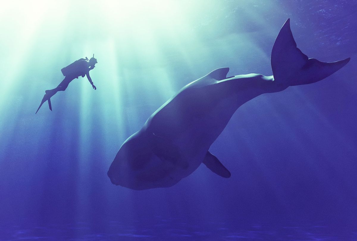 Diver swims with a whale (Getty Images/Orla)