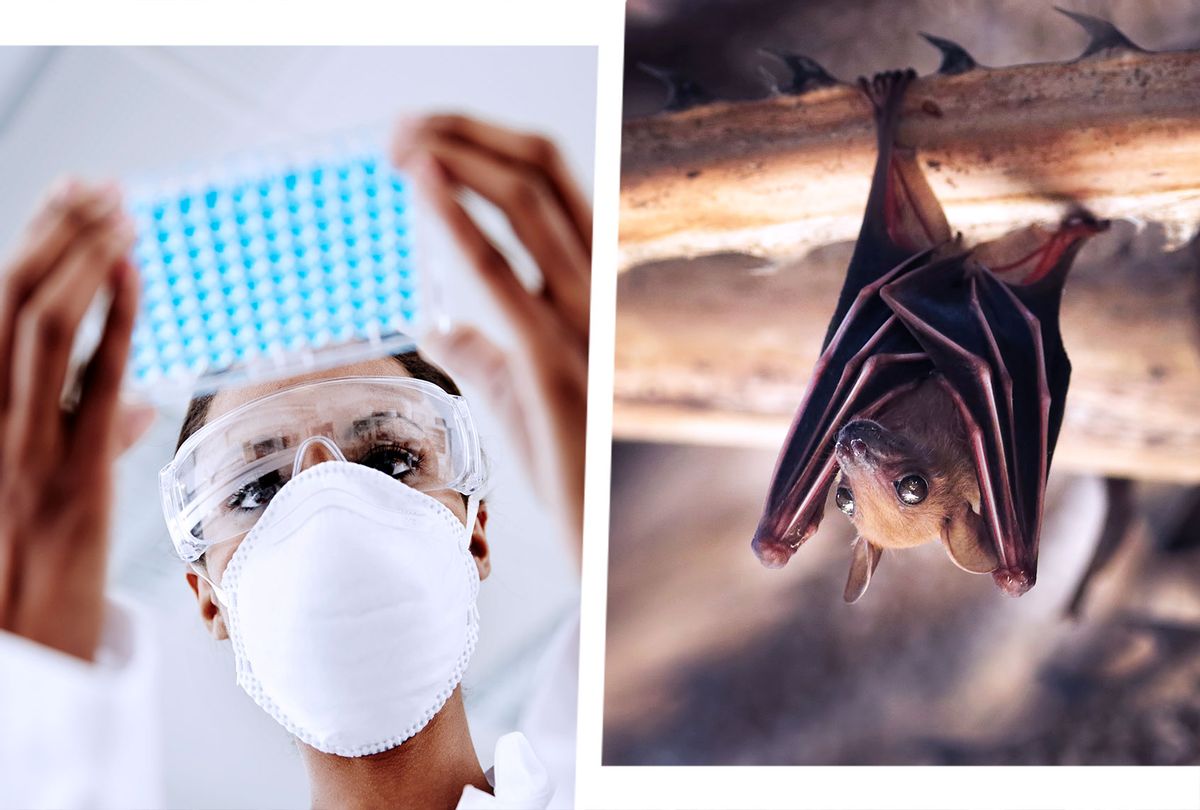 Woman examining laboratory samples | Small bat hanging on a tree (Photo illustration by Salon/Getty Images/Rapeepong Puttakumwong/Solskin)