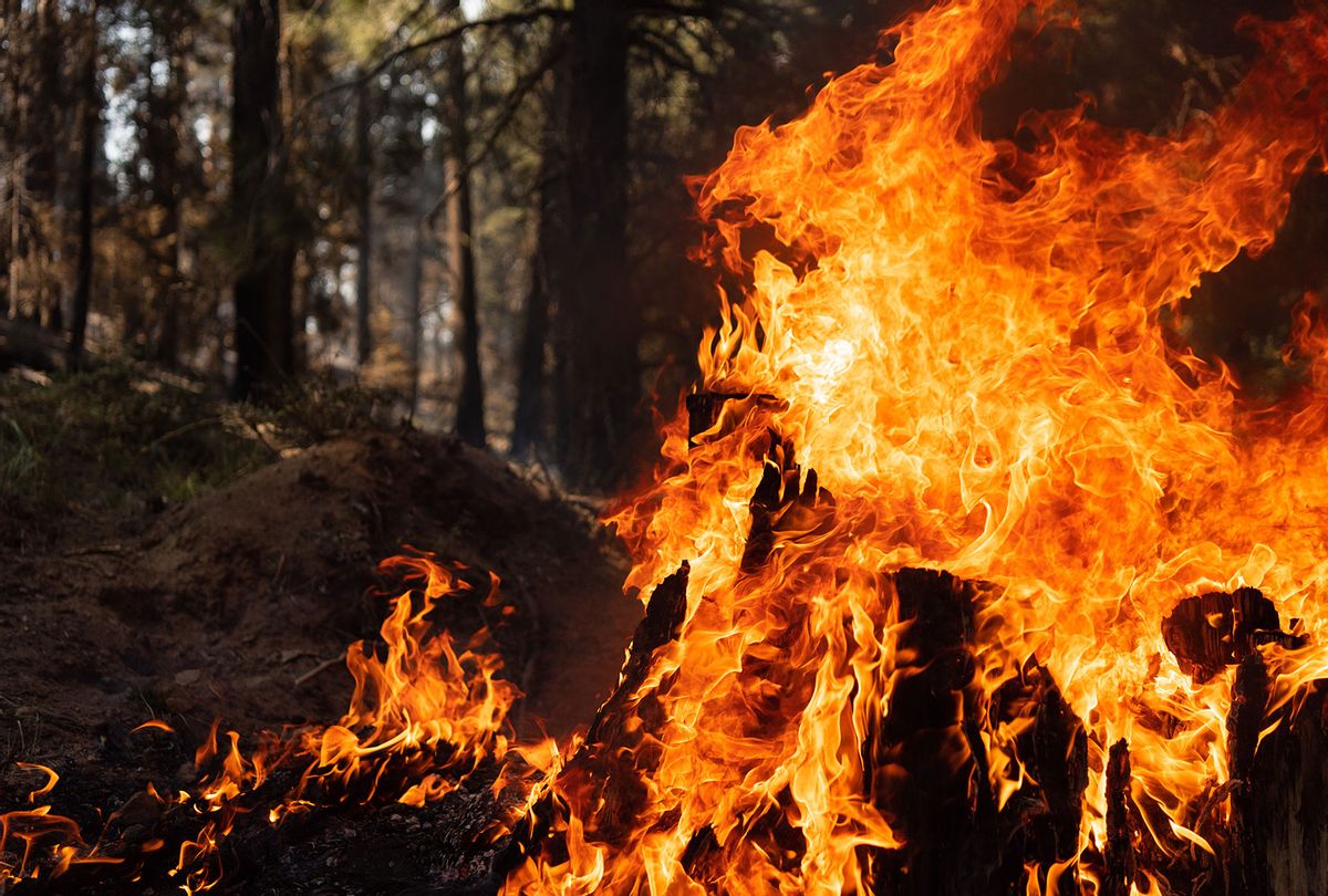 A tree stump is engulfed in flames in the Bravo Bravo section of the Bootleg Fire on July 21, 2021 in the Fremont National Forest of Oregon. The Bootleg Fire, which started on July 6th near Beatty, Oregon, has burned over 395,000 acres and is currently 38% contained. (Mathieu Lewis-Rolland/Getty Images)