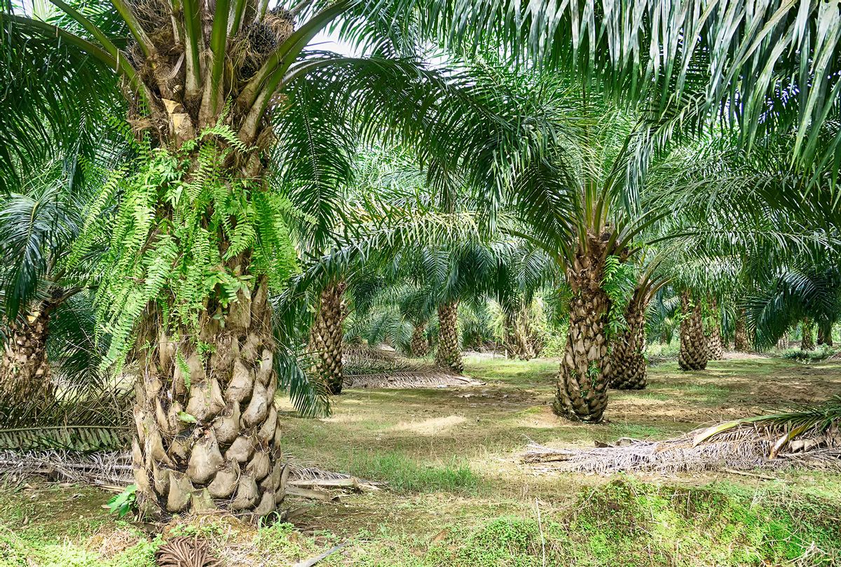 Oil Palm Plantation in Malaysia (Getty Images/Nora Carol Photography)