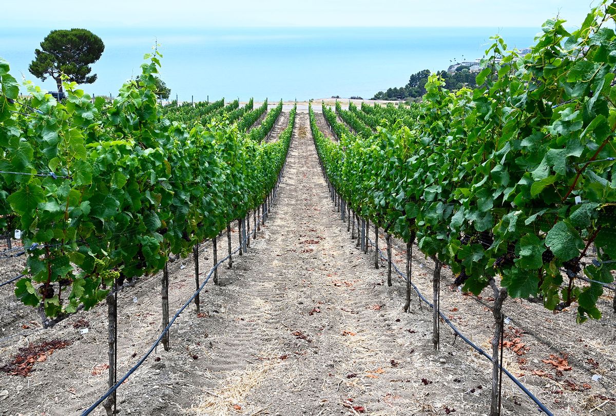 The Catalina View Wines vineyard in Rancho Palos Verdes, CA on Monday, July 12, 2021 (Brittany Murray/MediaNews Group/Long Beach Press-Telegram via Getty Images)