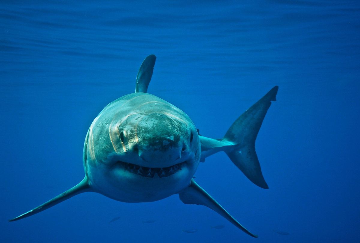 Great White Shark cruises through the ocean displaying its power and grace that many people fear. (Getty Images/Cat Gennaro)