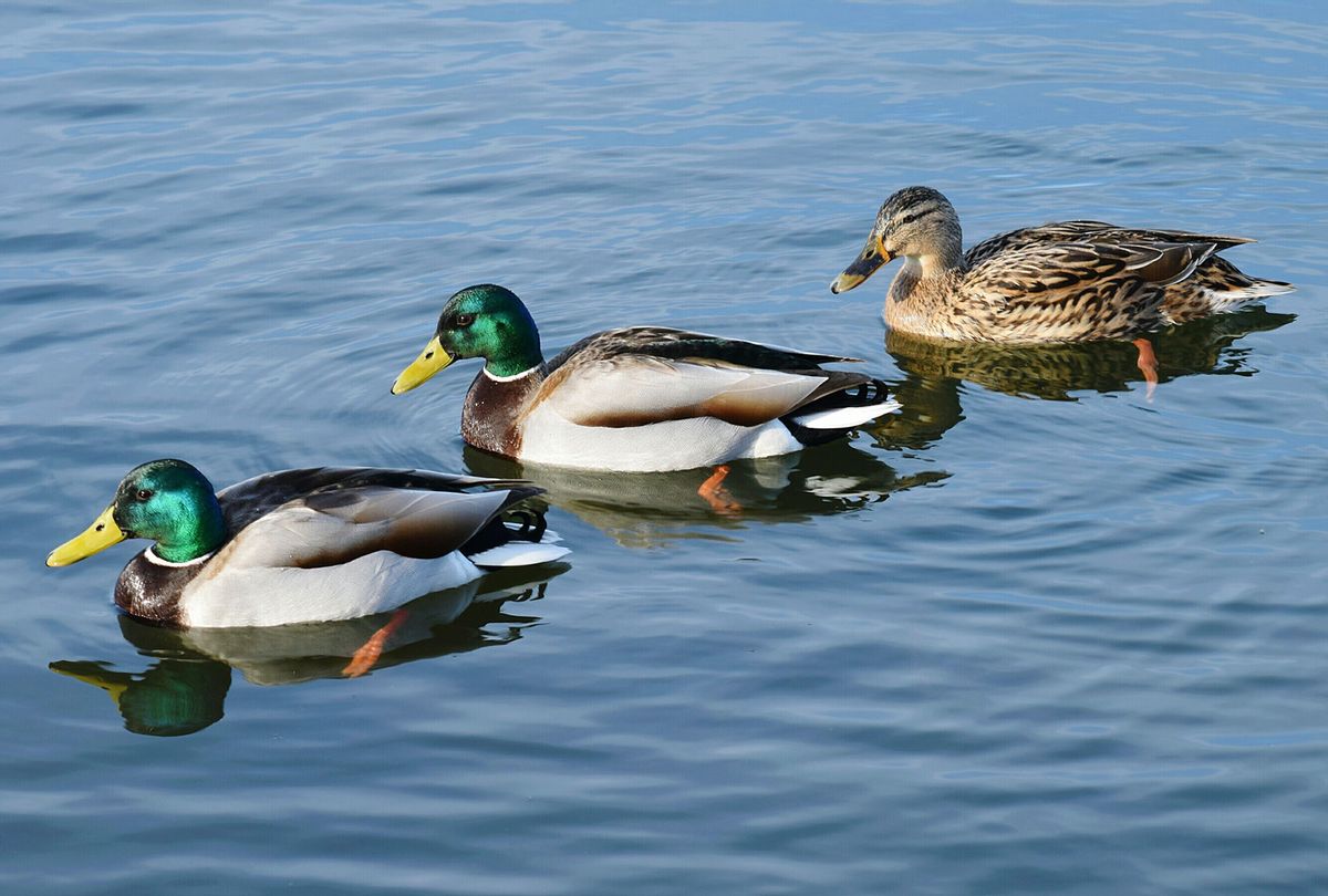 Mallard Ducks Swimming In Lake (Getty Images/Colin Drewery)