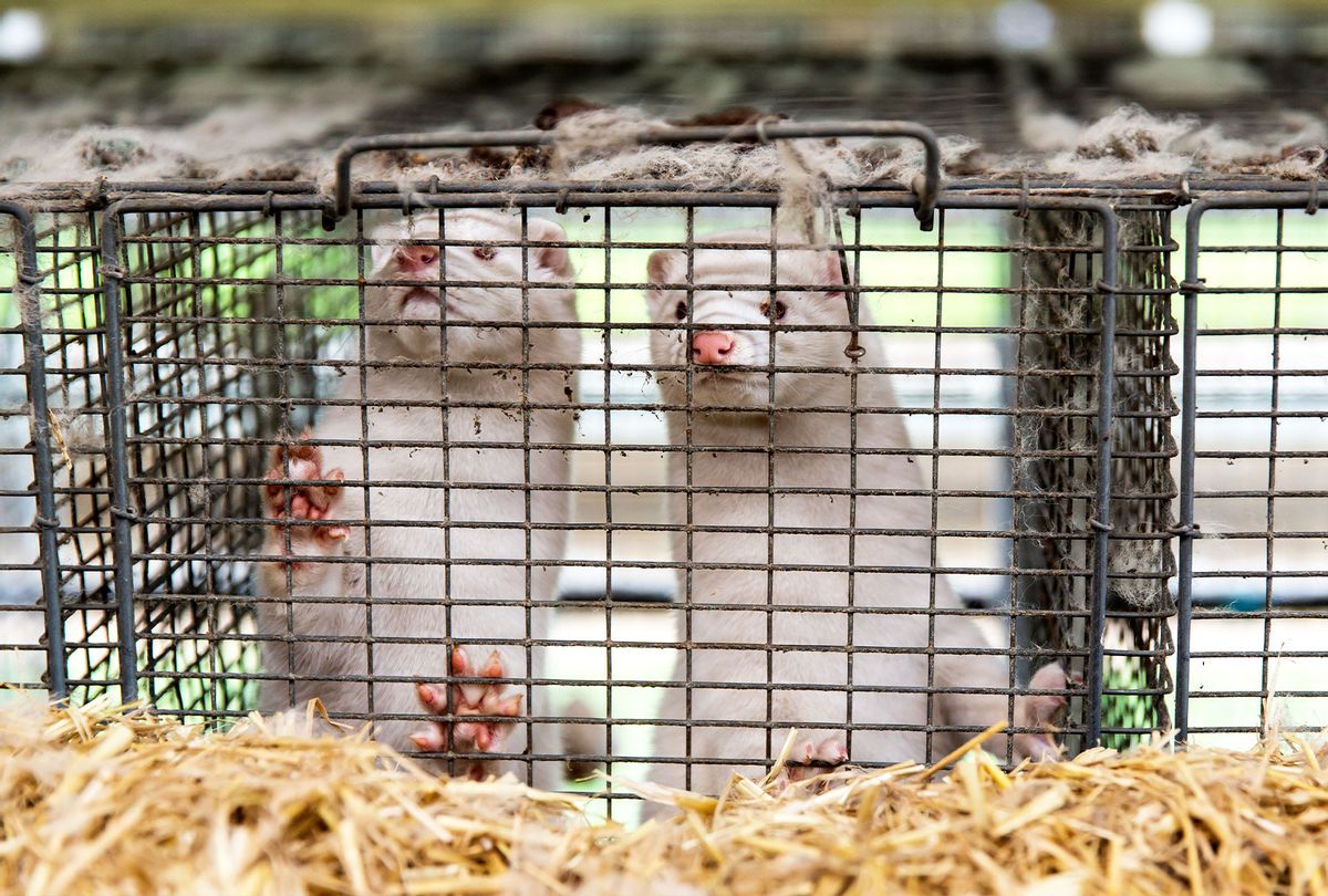Minks at farm (Ole Jensen/Getty Images)