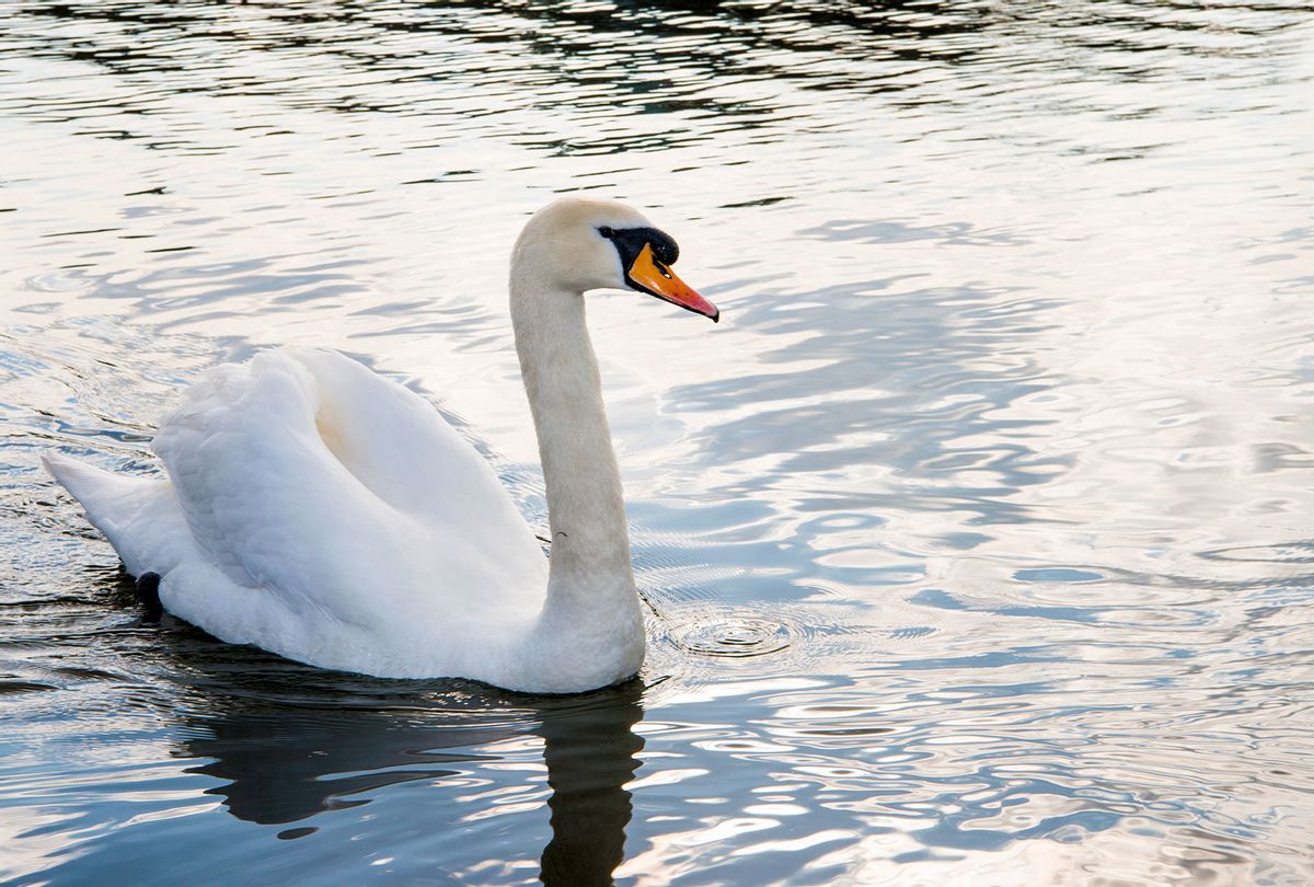 Mute swan in lake (Getty Images/James Warwick)