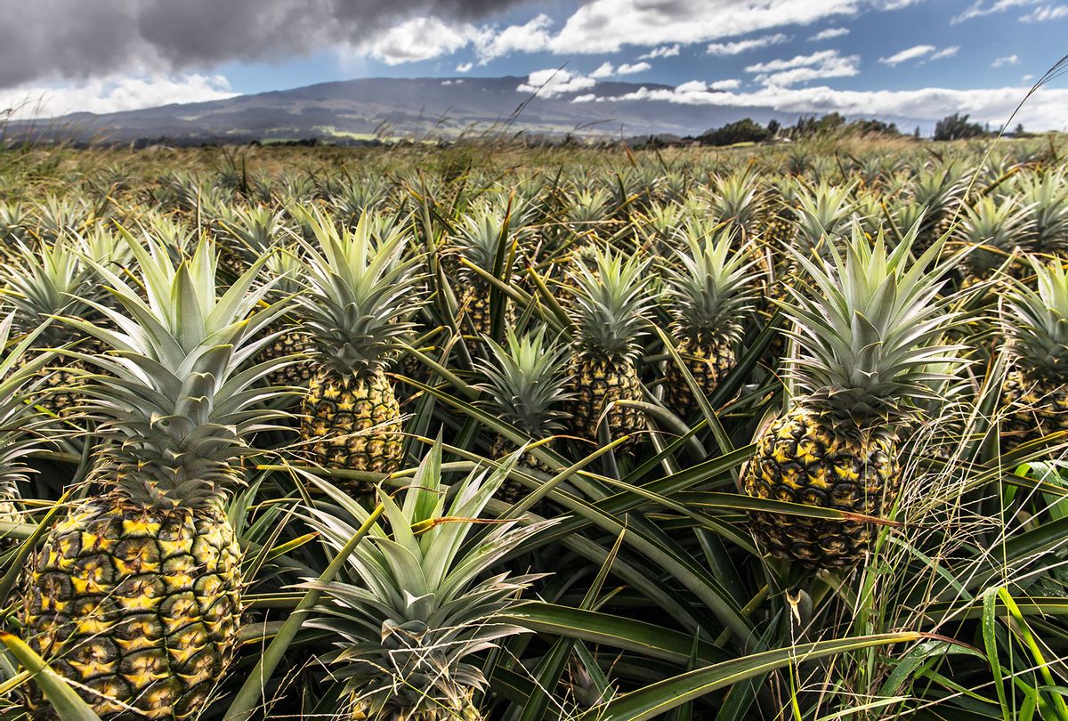 Pineapple Plantation in Maui, Hawaii (Getty Images/Daisuke Kishi)