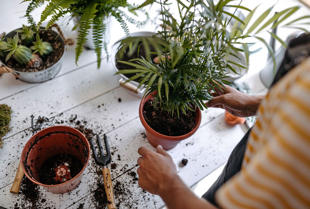 Transplanting potted plants (Getty Images)
