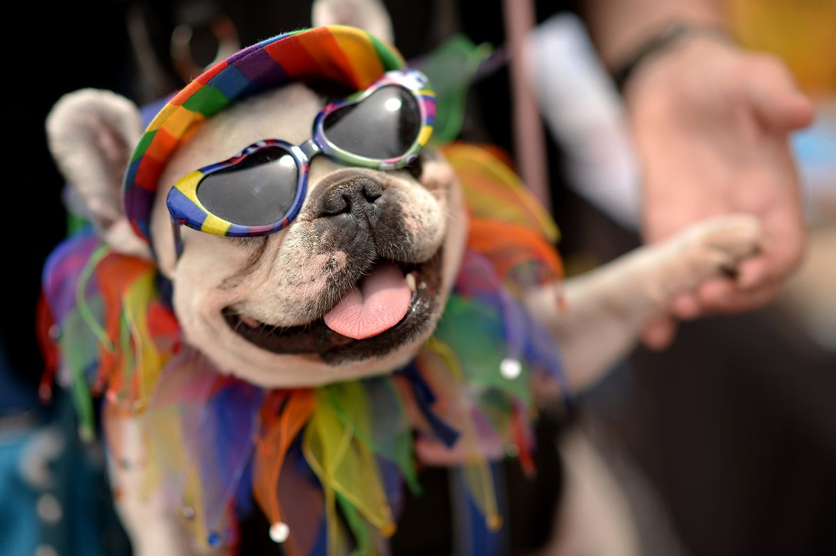 Marleen Puzak of Denver celebrates the 2014 Denver Pridefest with her French Bulldog "Beignet" at Civic Center Park. Denver, Colorado. (Hyoung Chang/The Denver Post via Getty Images))