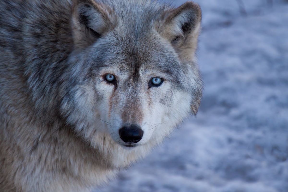 Gray Wolf (Getty Images/Straublund Photography)