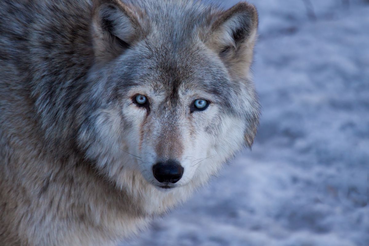 How Trump unleashed "outright slaughter" of wolves in Wisconsin: study