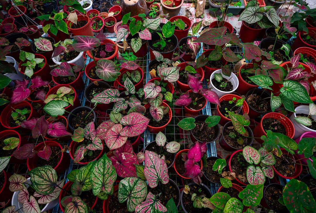 Caladium plants for sale at a nursery in Sungai Besar (MOHD RASFAN/AFP via Getty Images)