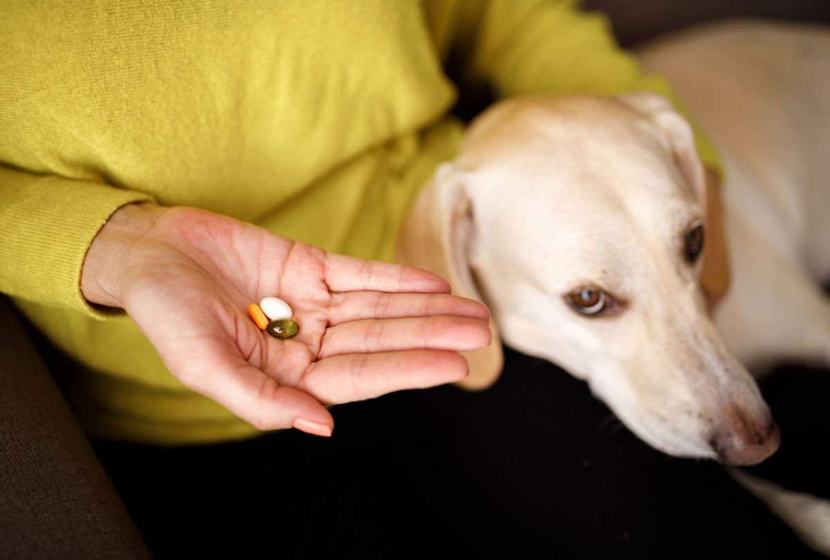 Dog medicine (Getty Images/Capuski)