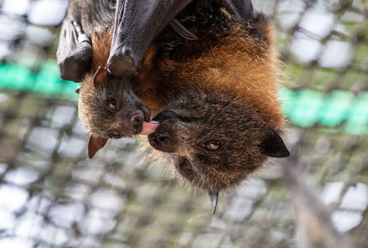 A baby grey headed flying fox bat hangs with its mother on January 27, 2020 in Bomaderry, Australia. (John Moore/Getty Images)
