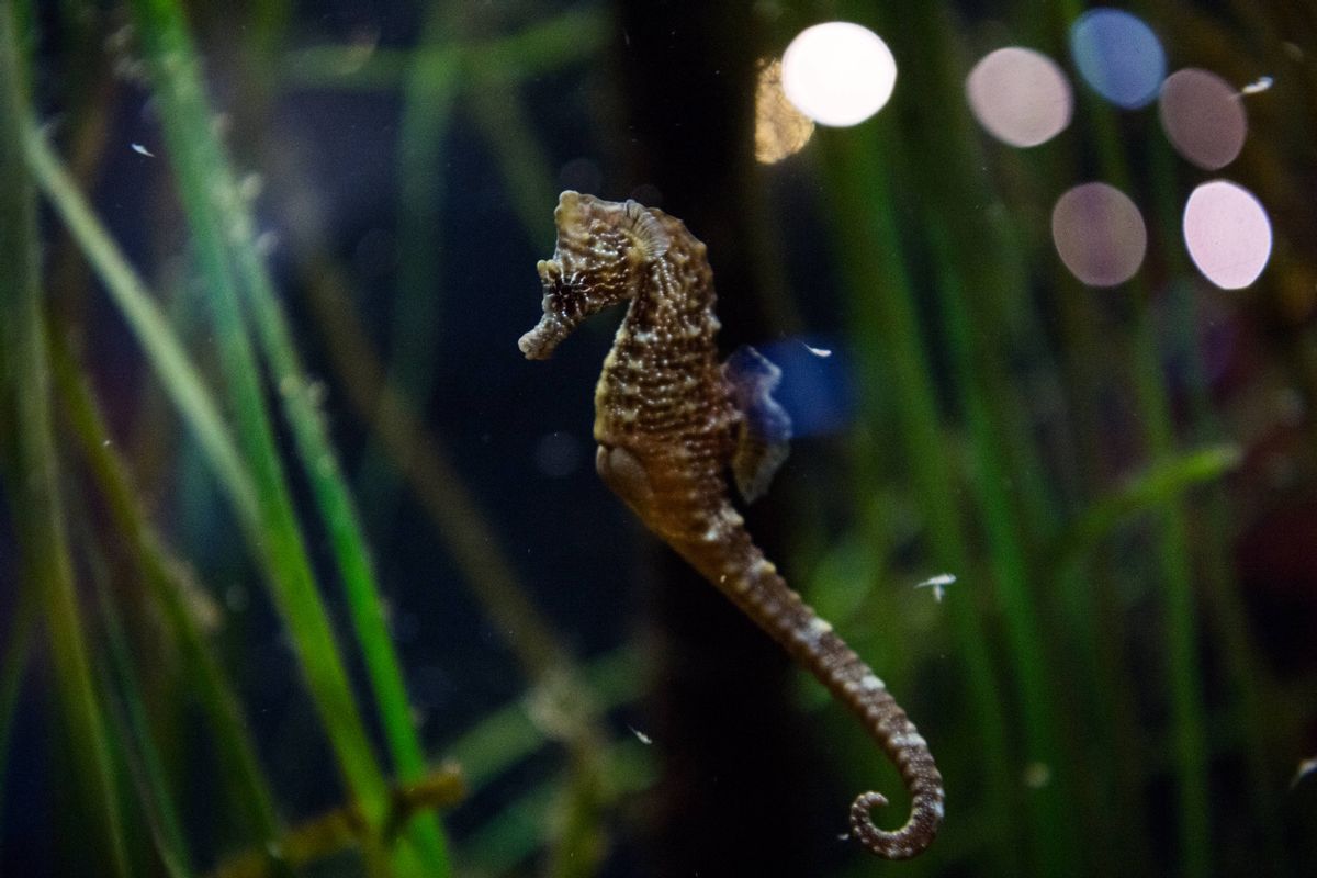 A seahorse swims in a pool of the Grand Aquarium in Saint-Malo, western France, on February 21, 2020. (Getty Images)