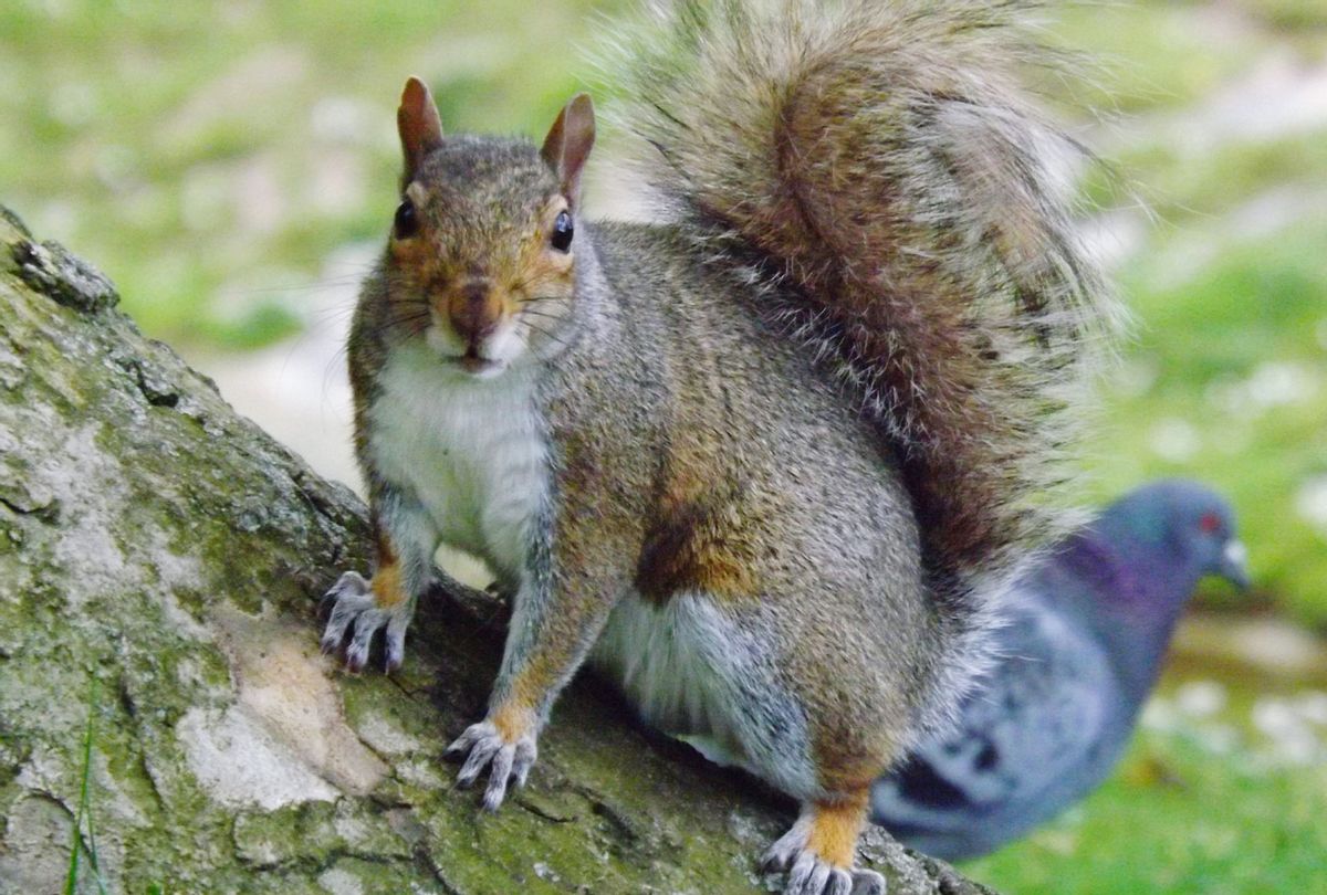 Squirrel close up with a pigeon in the background (Getty Images/Sara Lynch/EyeEm)