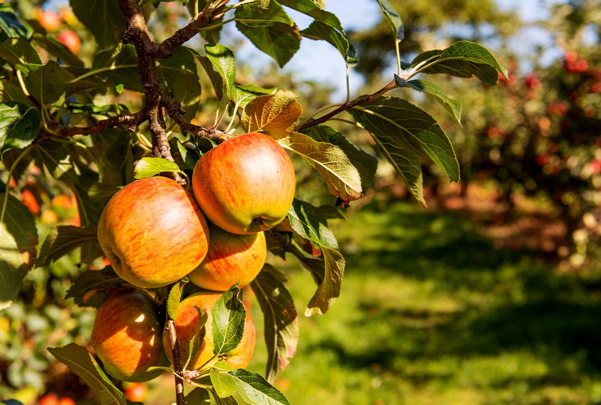 Apple ripe fruit on tree. (Getty Images/Mike Powles)