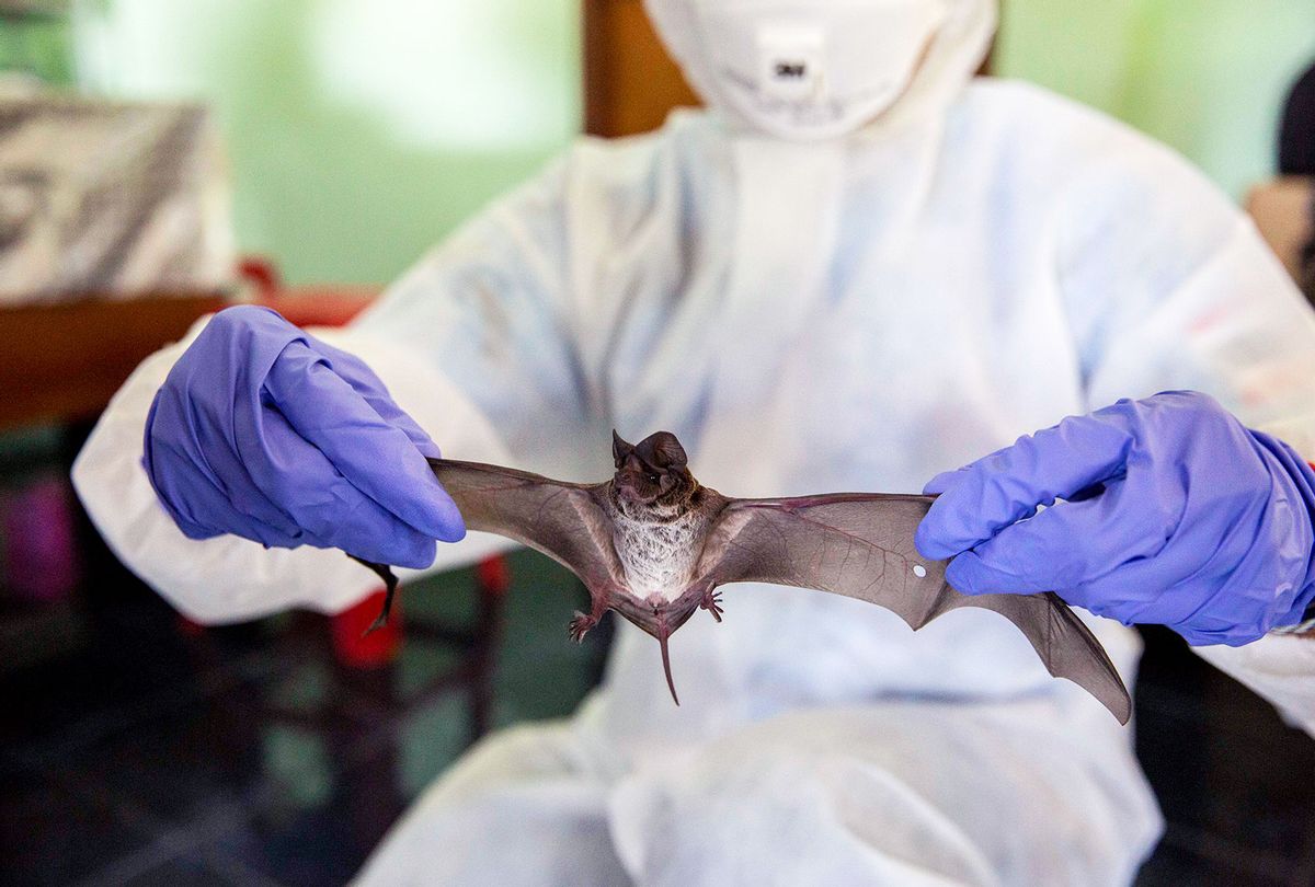 A team of ecologists and ecology students from Kasetsart University collect wingspan data from a wrinkle-lipped free-tailed bat at an on site lab near the Khao Chong Pran Cave on September 12, 2020 in Ratchaburi, Thailand. A team of researchers consisting of scientists, ecologists, and officers from Thailand's National Park Department have been conducting bat sampling collection missions throughout Thailand's countryside in an effort to understand the origins of COVID-19. (Lauren DeCicca/Getty Images)