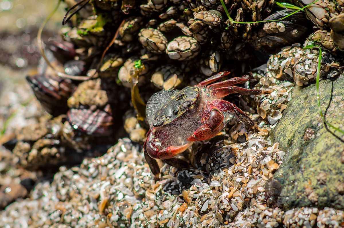 Close-Up of crab on rock at beach, San Diego, United States (Getty)