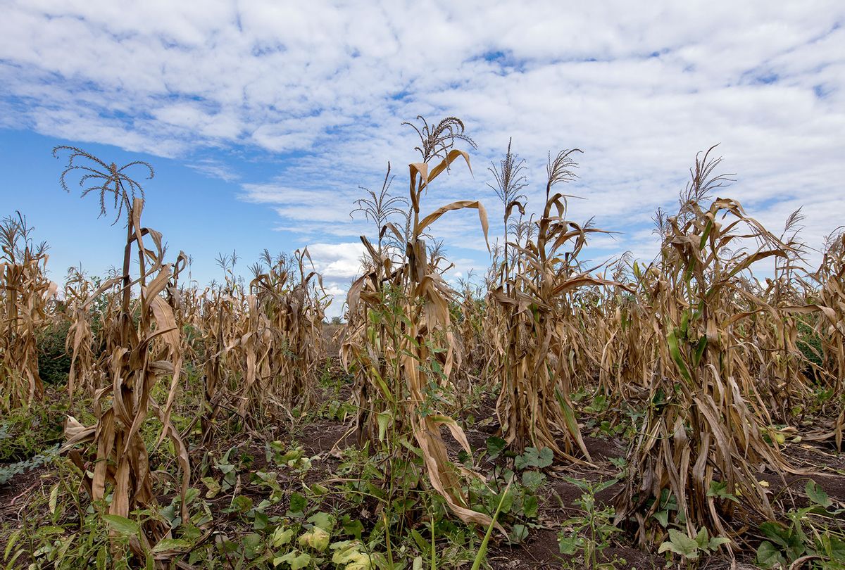 A field of dying maize plants (Getty Images/Guido Dingemans, De Eindredactie)