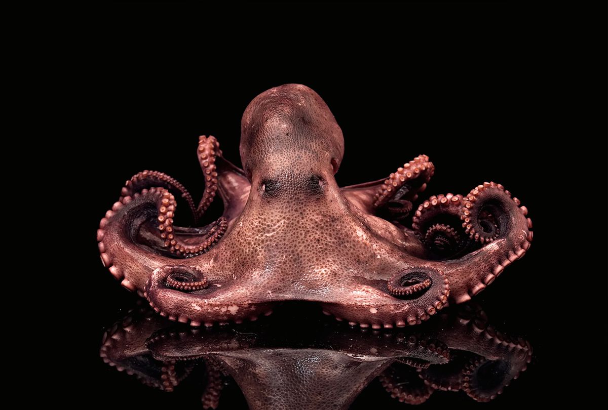 Octopus (Getty Images/sko)