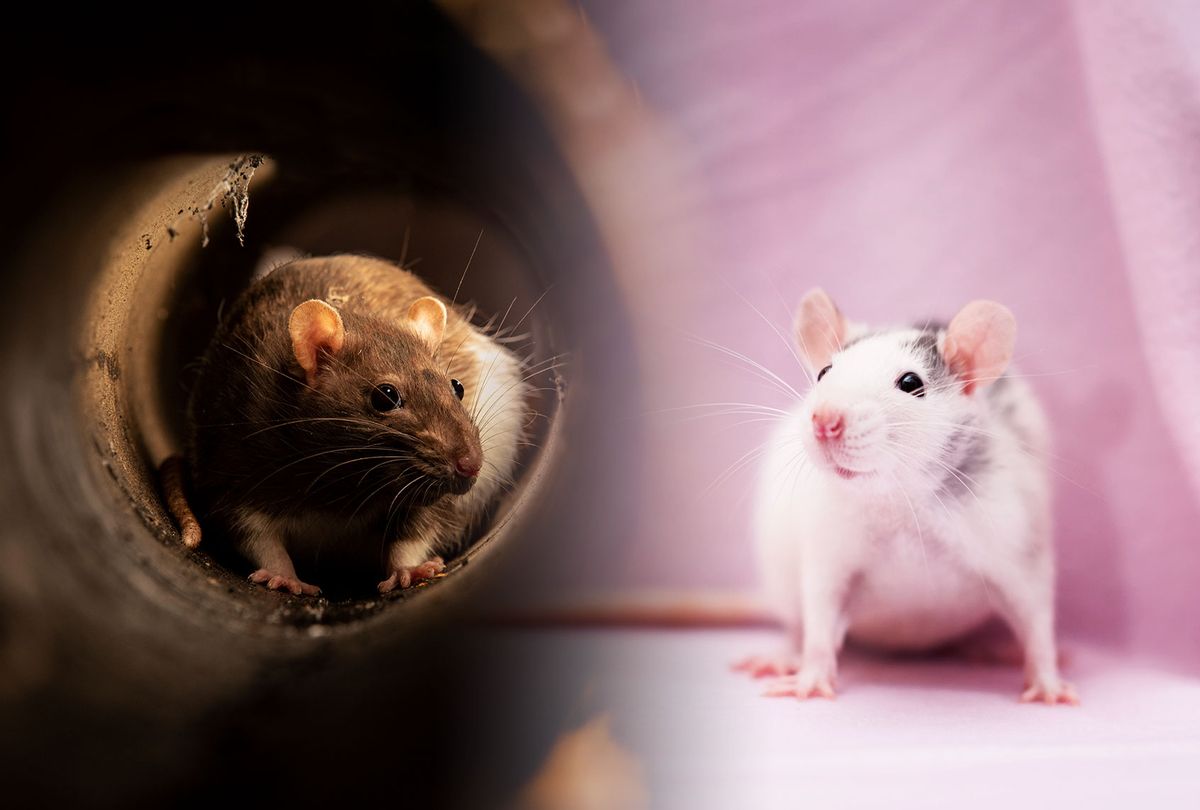 Sewer rat vs Pet rat (Photo illustration by Salon/Getty Images)