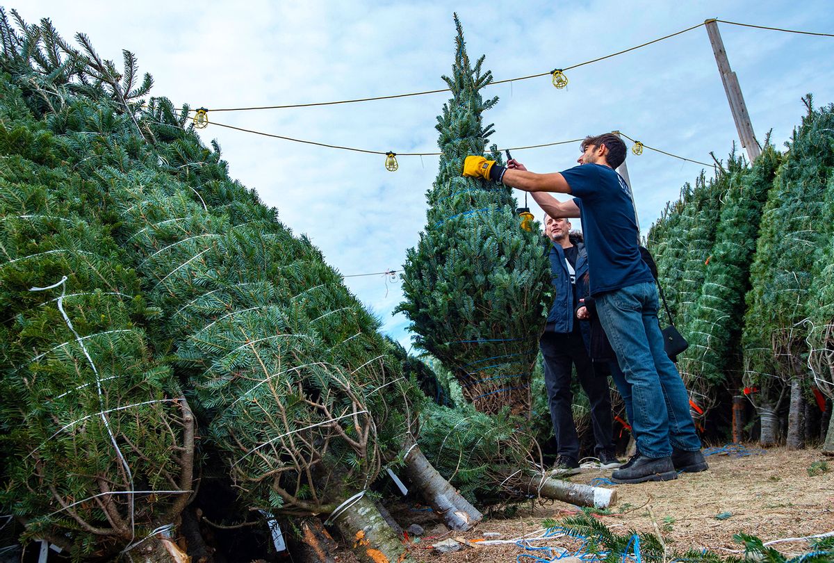 Marko Novcic, 23, helps a couple pick out a Christmas Tree at North Pole Xmass Trees in Nashua, New Hampshire on November 21, 2021. (JOSEPH PREZIOSO/AFP via Getty Images)
