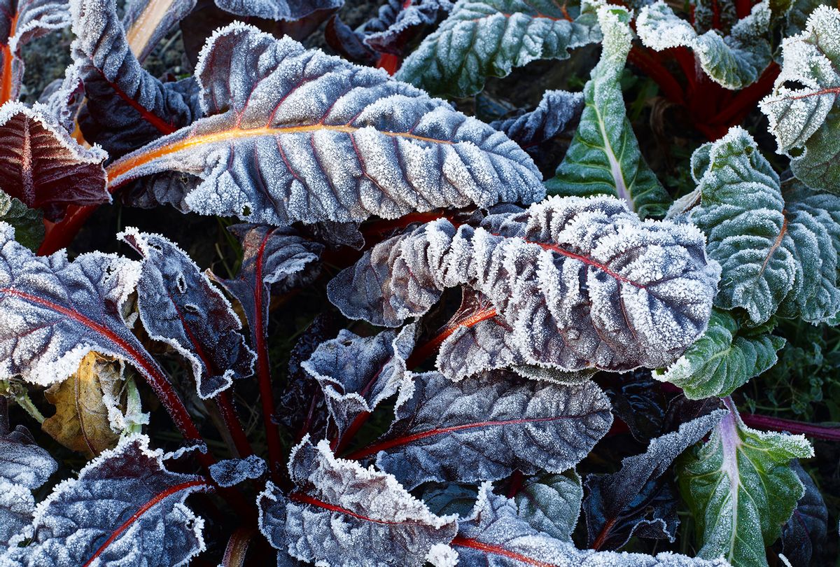 Frost on chard leaves in winter (Getty Images/William Turner)