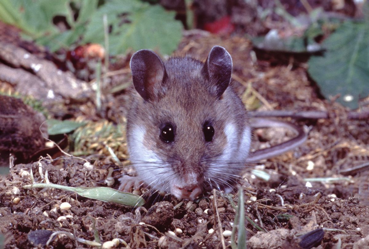 Deer Mouse (Peromyscus Maniculatus) (Getty Images/Dr. William J. Weber.)
