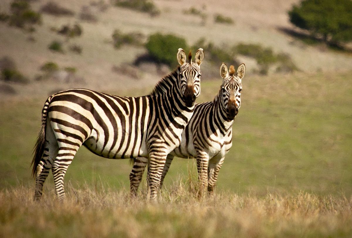 Pair of zebras staring at camera at Hearst Ranch in San Simeon, CA. (Getty Images/Don Henderson)