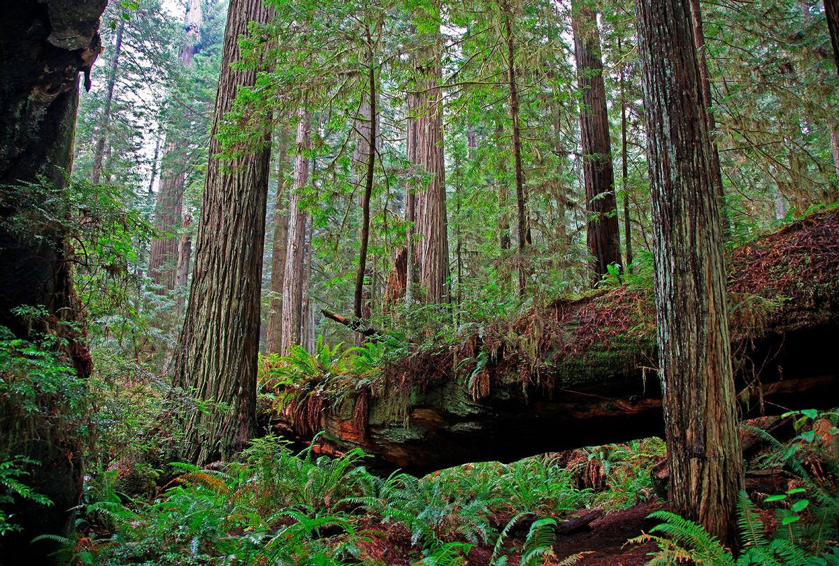 Dense coastal redwood Sequoia sempervirens forest in Redwood National Park California showing fallen tree that has become a nurse log for new plant growth, Redwood National Park in northern California near Eureka California. (Education Images/Universal Images Group via Getty Images)