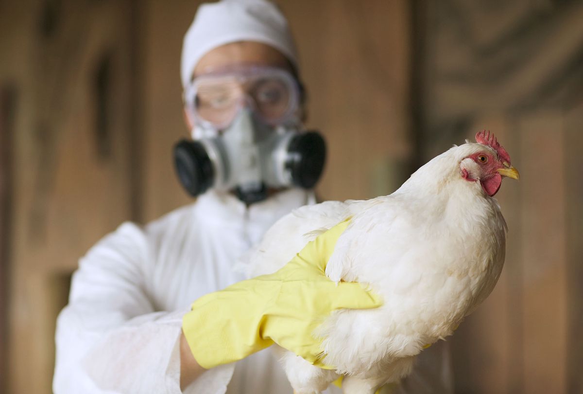 Bird Flu (Getty Images/Peter Garrard Beck)