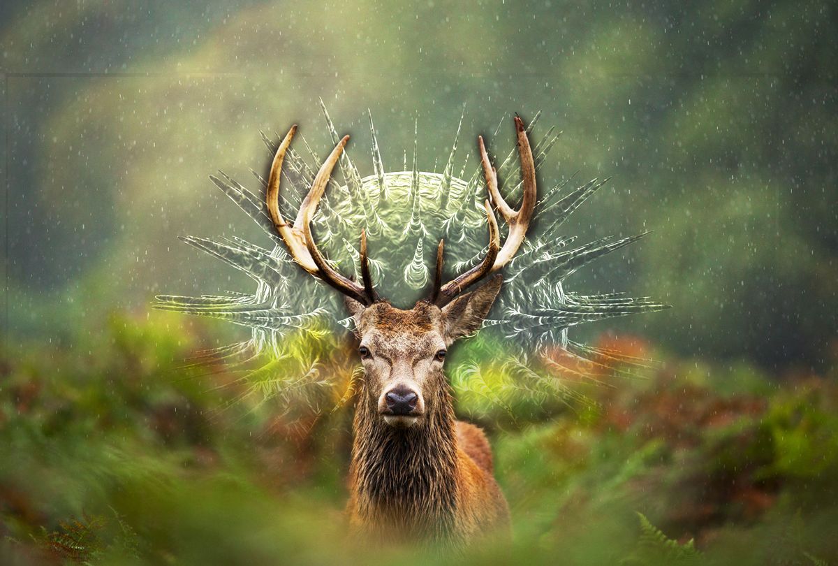 Deer | Coronavirus (Photo illustration by Salon/Getty Images)