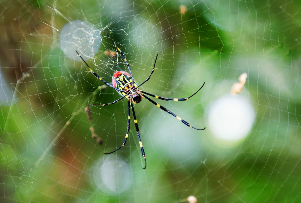 Closeup of the red, yellow and black spider Trichonephila clavata in the spiderweb, also known as Joro spider, member of the golden orb-web spiders
 (Getty Images/HasseChr)