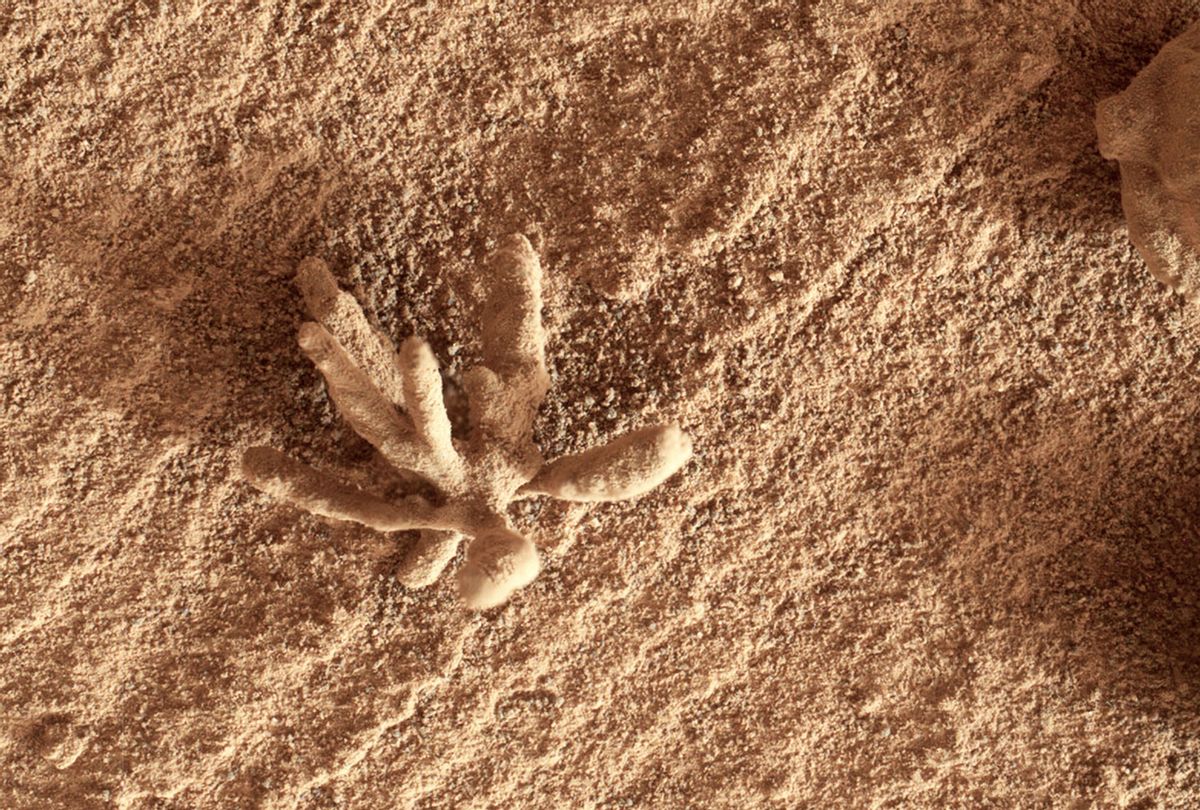 Smaller than a penny, the flower-like rock artifact on the left was imaged by NASA’s Curiosity Mars rover using its Mars Hand Lens Imager (MAHLI) camera on the end of its robotic arm. The image was taken on Feb. 24, 2022, the 3,396th Martian day, or sol, of the mission. The “flower,” along with the spherical rock artifacts seen to the right, were made in the ancient past when minerals carried by water cemented the rock. (NASA/JPL-Caltech/MSSS)