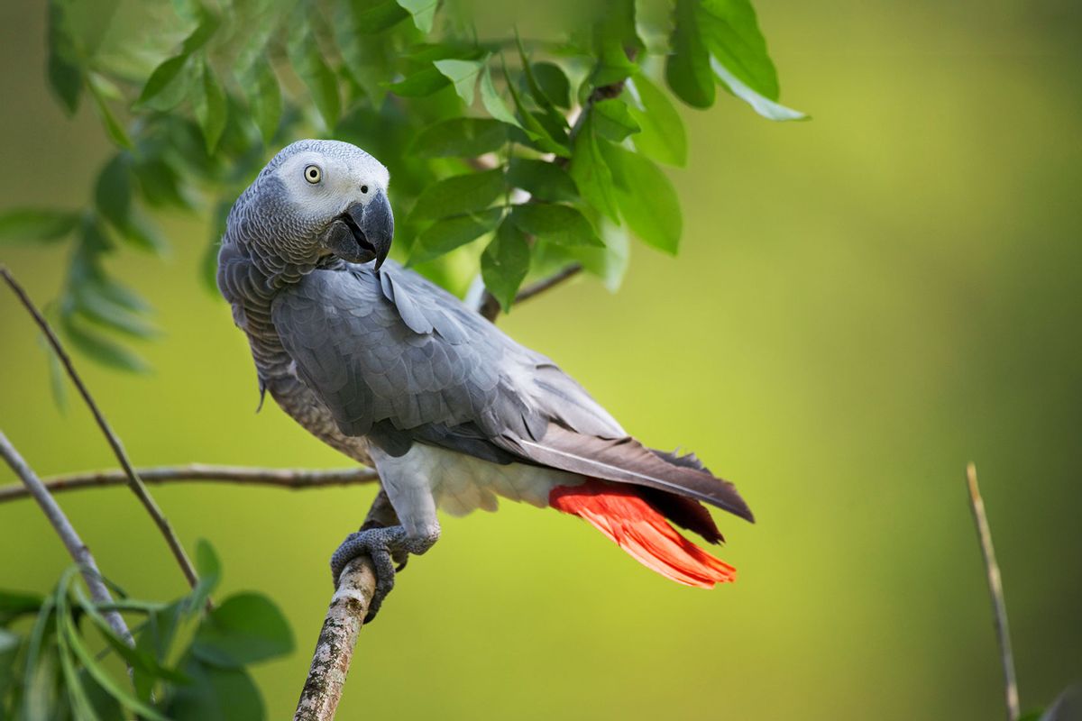 African Gray Parrot (Getty Images/Enrique Aguirre Aves)