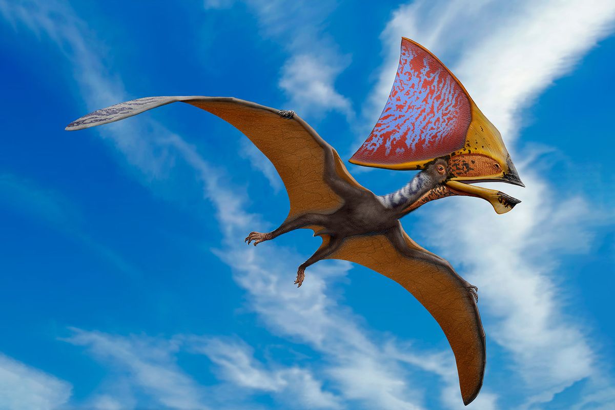Artist interpretation: Tupandactylus imperator, a pterosaur from the Early Cretaceous Crato Formation of Brazil (Getty Images/Sergey Krasovskiy)