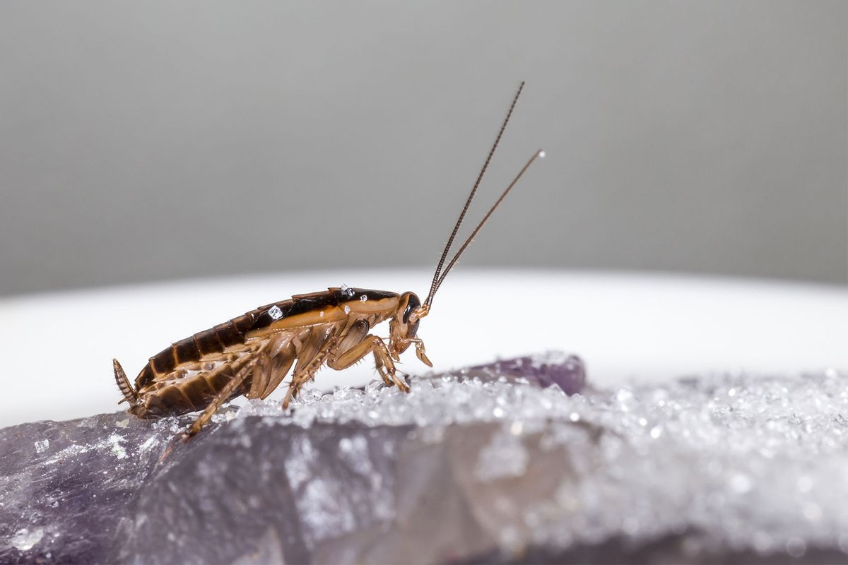 The German cockroach (Blattella germanica) (Getty Images/ErikKarits)