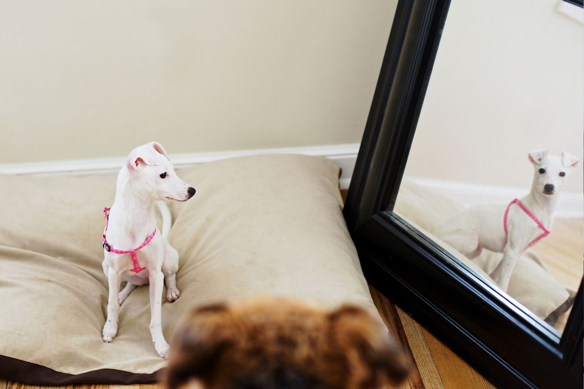 White Italian Greyhound puppy posing in front of a large mirror (Getty Images/Melissa Ross)